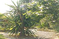 LARGO YUCCA